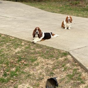 Meet your Posher, Bailey